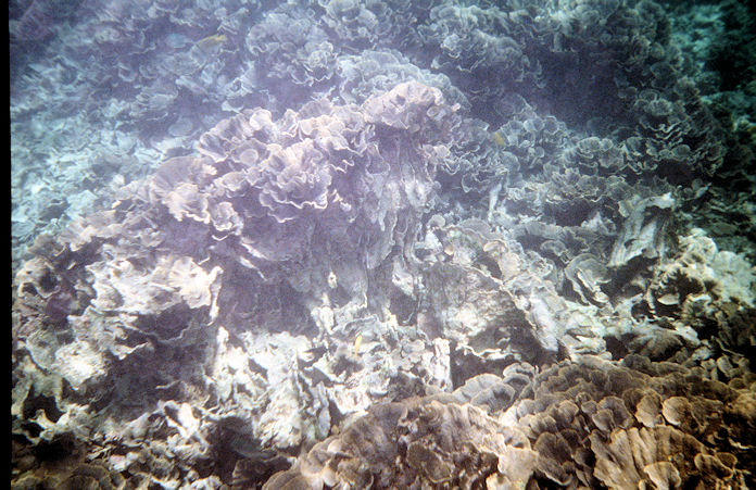 Seychellen Unterwasser-014.jpg